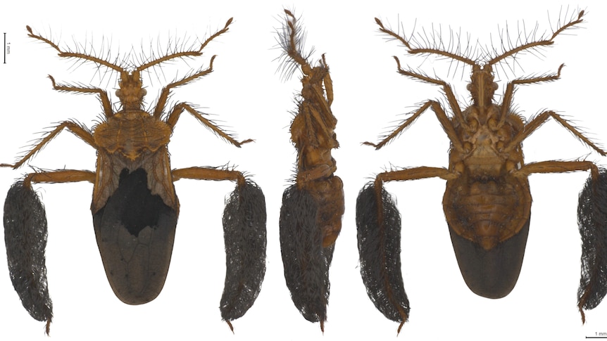 A close-up photo of two Larrakia feather-legged assassin bugs on a white background.