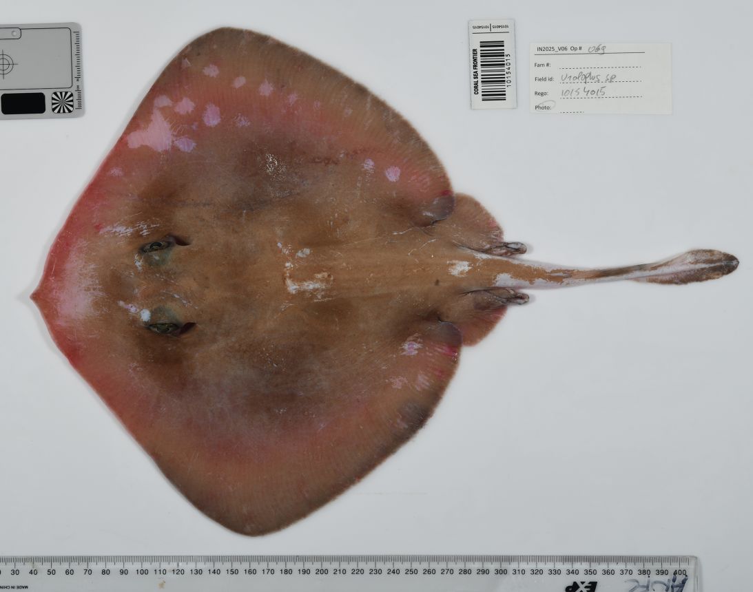 A coral sea ray discovered during a 2025 expedition to the Coral Sea Marine Park, Australia.