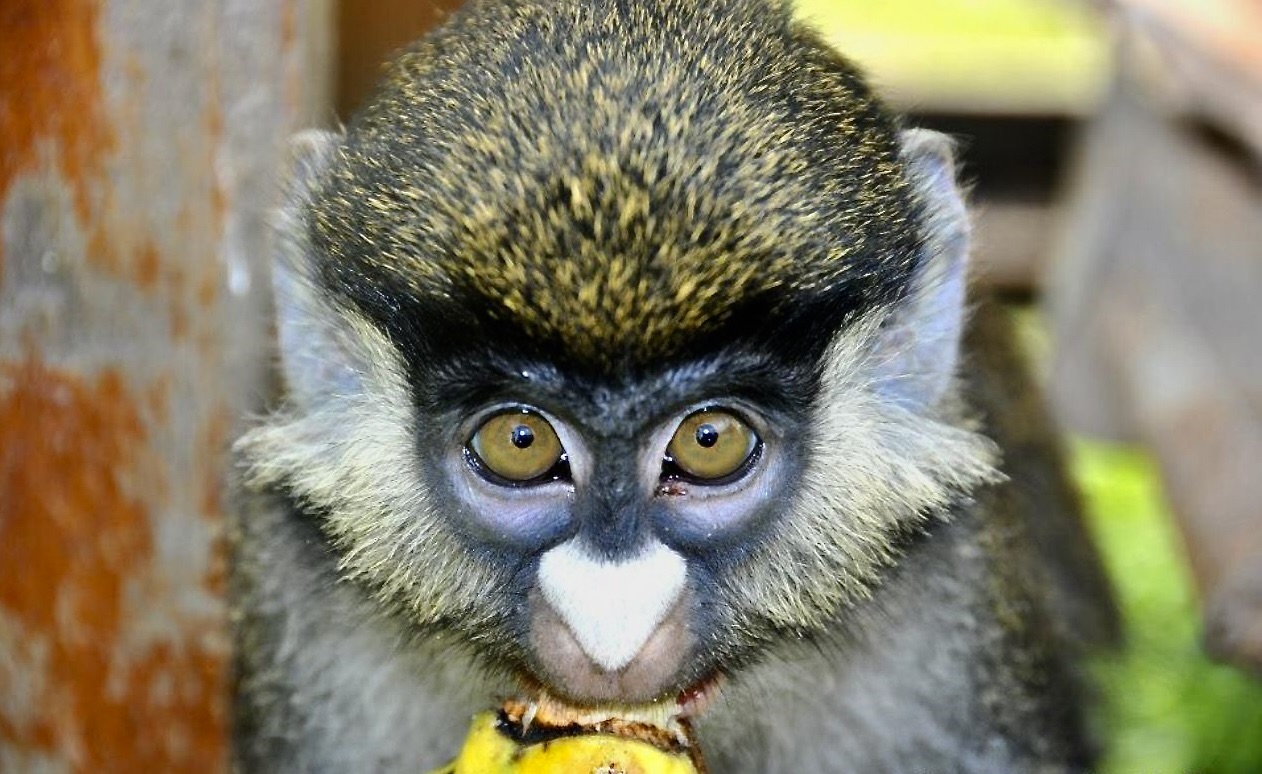 As wildlife trade expands, so do pathways for disease spillover to humans