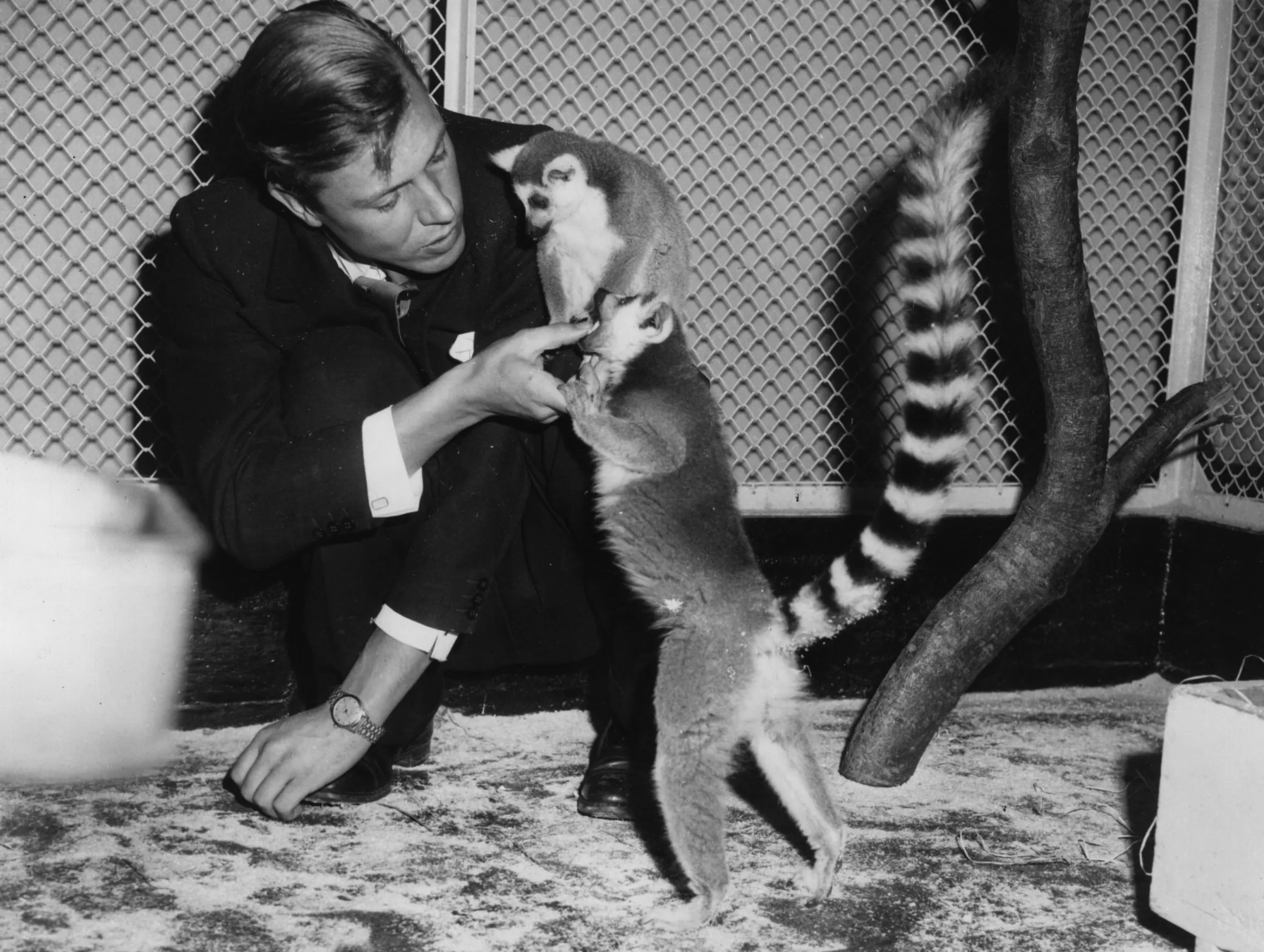 David Attenborough interacting with two ring-tailed lemurs.