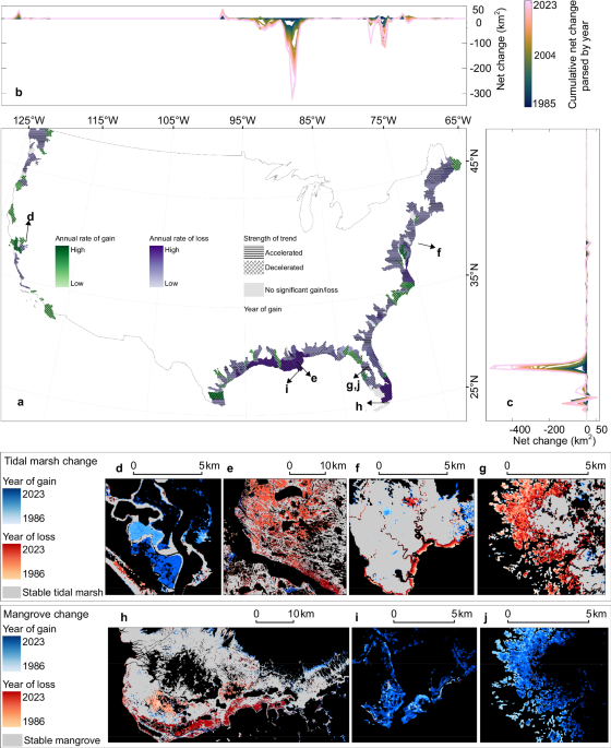 The accelerating loss and shifting dynamics of US tidal wetlands