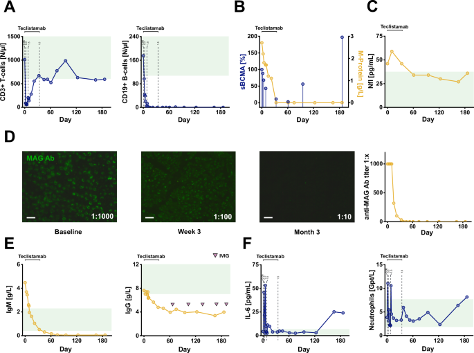 Fig. 4: Patient 2: Immunological changes and serologic responses in MAG neuropathy treated with teclistamab.
