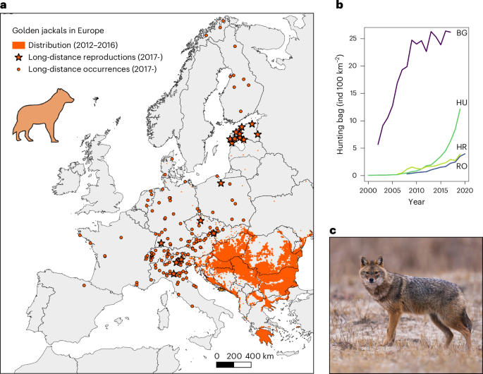 Human shielding from wolves facilitates jackal expansion across Europe