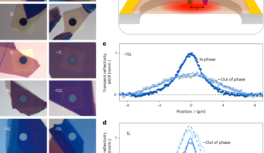Controllable hydro-thermoelastic heat transport in ultrathin semiconductors at room temperature