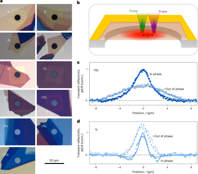 Controllable hydro-thermoelastic heat transport in ultrathin semiconductors at room temperature
