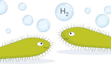 Ciliate hydrogen organelles fuel rumen methanogenesis