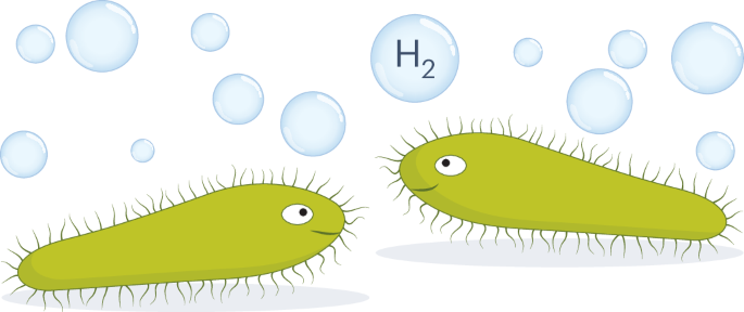 Ciliate hydrogen organelles fuel rumen methanogenesis