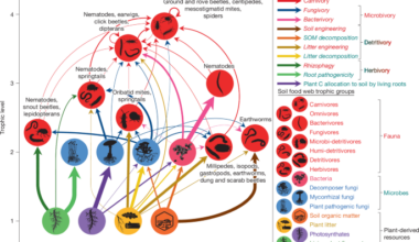 Tree community resource economics control soil food web multifunctionality