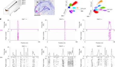 Sparse-to-dense coding transformation between hippocampal areas CA3 and CA1