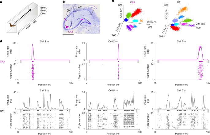 Sparse-to-dense coding transformation between hippocampal areas CA3 and CA1