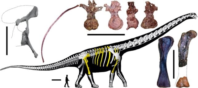 Researchers Reveal a Doozy of a Dinosaur, The Size of Nearly 10 Elephants