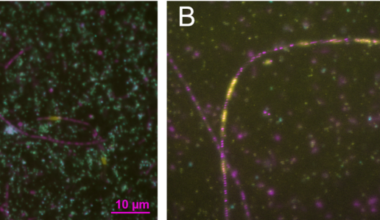 Mobile intron RNA from a bacterial predator accumulates in dead archaeal cells