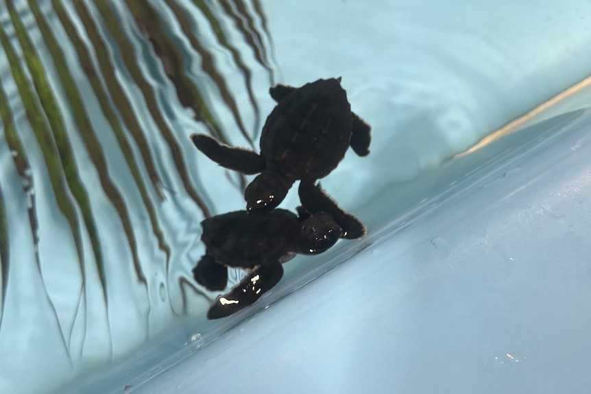 To baby turtles swimming in a tank with a palm leaf in it