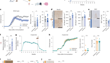 The exercise hormone irisin has neuroprotective effects in a mouse model of multiple sclerosis