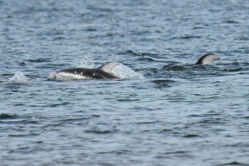 File photo shows dolphins swimming near Parksville beach on May 11, 2026. (PQB News file photo)