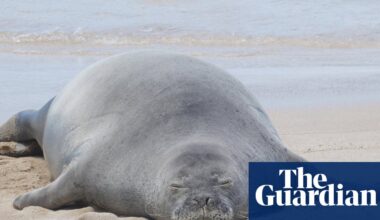Tourist accused of hurling rock at endangered Hawaiian seal was trying to protect sea turtles, lawyer says | US news