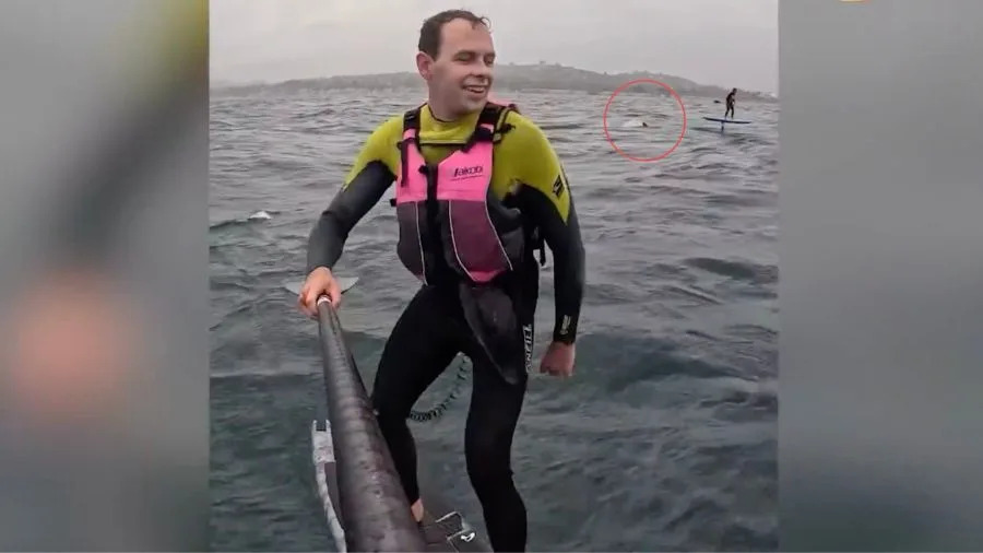 Santa Barbara County shark encounter