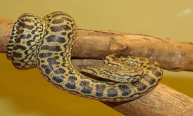 The Yellow Anaconda (Eunectes notaeus), also called the Paraguayan anaconda, smaller than the green anacondas and found in the Paraguay-Paraná river system of southern South America.