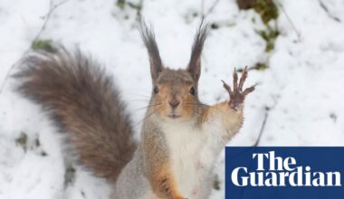 Week in wildlife: a clever orangutan, a cheeky frog and a dramatic whale rescue - The Guardian
