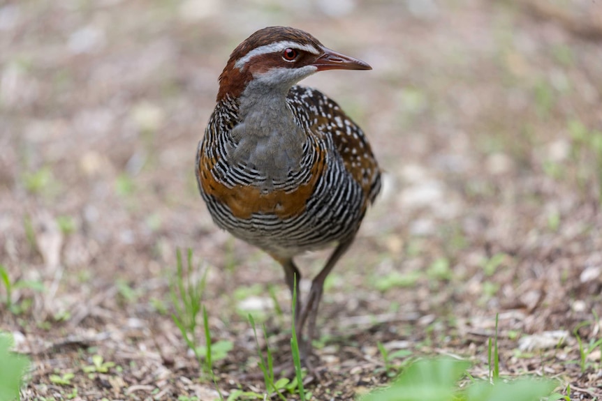 A buff-banded rail looks off to the left as it steps forward