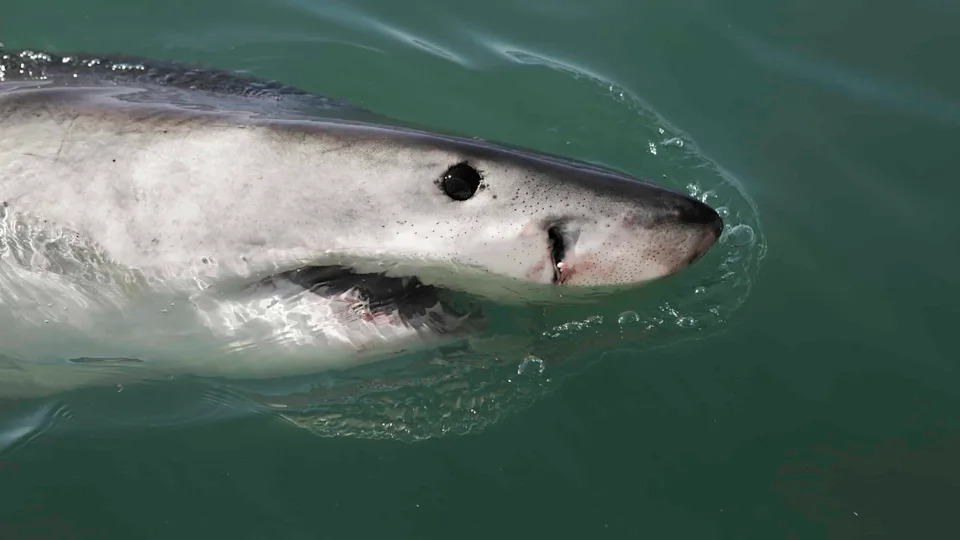 Juvenile great white shark (Carcharodon carcharias) breaching on ocean surface in South Africa