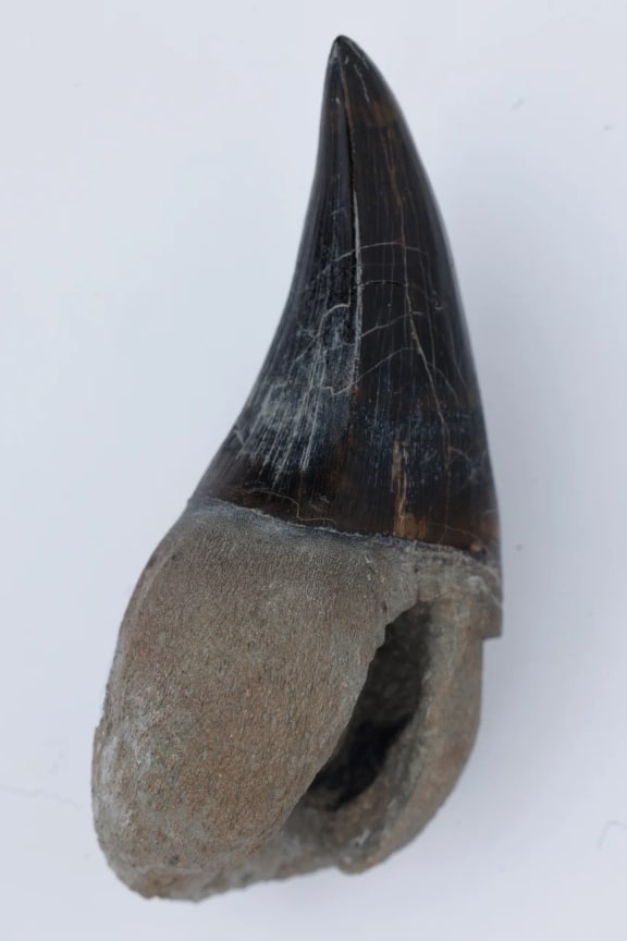 The ferocious Tylosaurus rex had sawlike teeth that tore into prey. Here's a single tooth from a Perot Museum specimen.