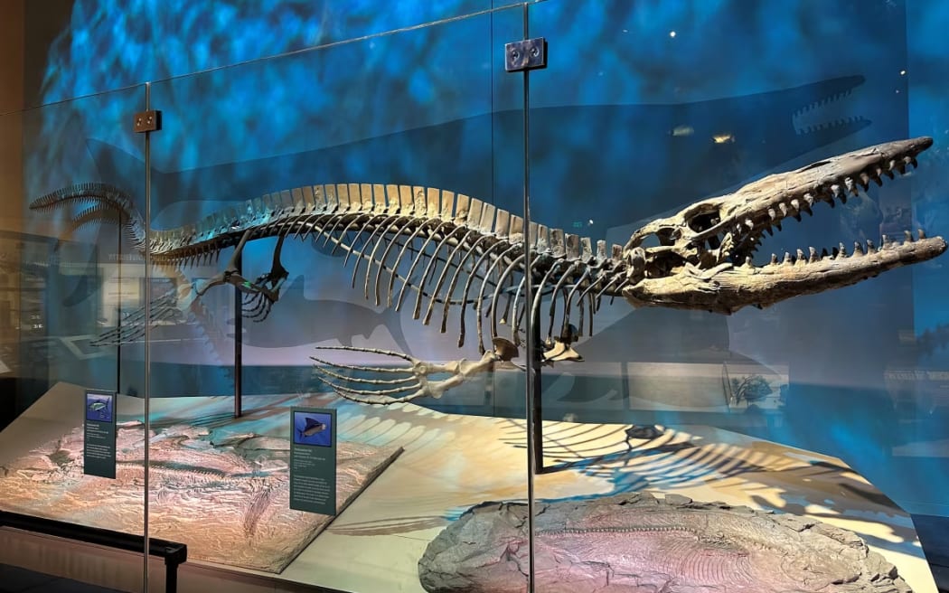 A Tylosaurus rex is seen on display at the Perot Museum of Nature and Science in Dallas.