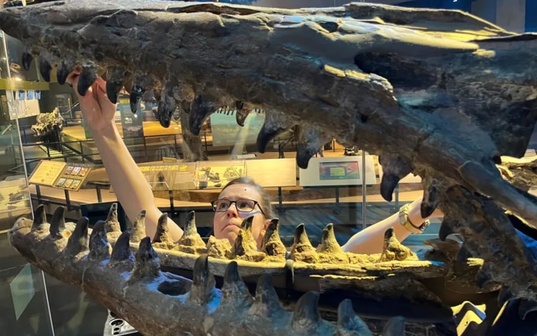 Amelia Zietlow, the new study's lead author, examines the Tylosaurus rex holotype skeleton in 2023 at the Perot Museum.