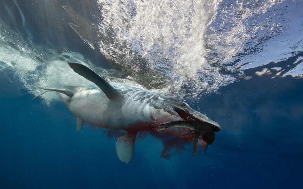 A Tylosaurus catches a small plesiosaur. (Photo by Jose Antonio Penas / StockTrek Images via AFP)