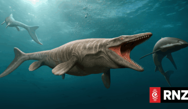 Massive marine predator crowned T rex of the ocean and 'a true terror of its time'