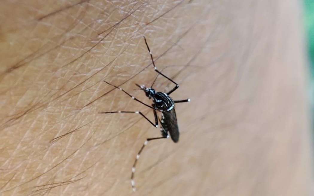 The Aedes aegypti mosquito is not native to Australia, but is found in Queensland.