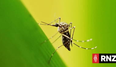 Mosquitoes can learn to be attracted to the smell of repellent, study finds
