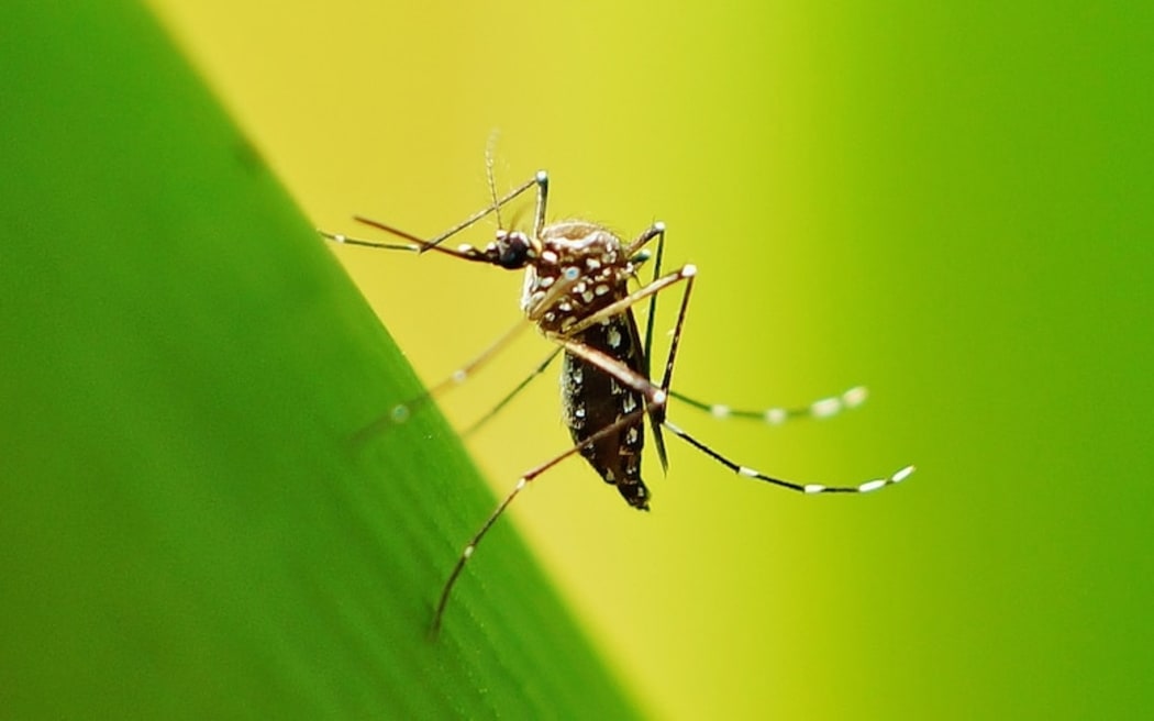 Yellow fever mosquitoes carry a number of diseases including dengue fever, which kills roughly 40,000 people each year.