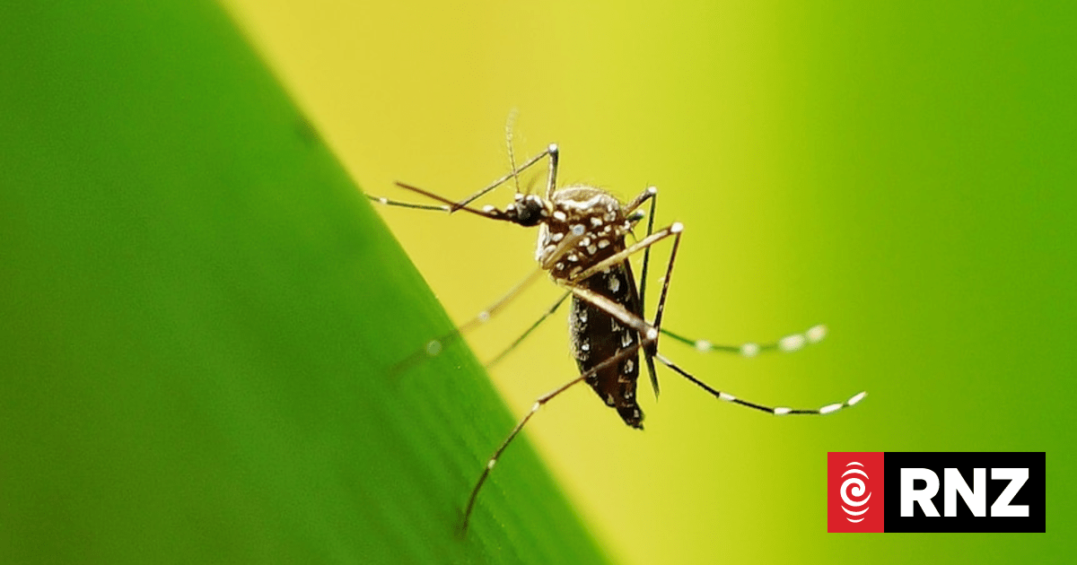 Mosquitoes can learn to be attracted to the smell of repellent, study finds