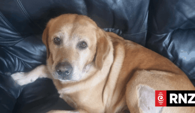 Labrador attacked by group of dogs on Palmerston North walking track
