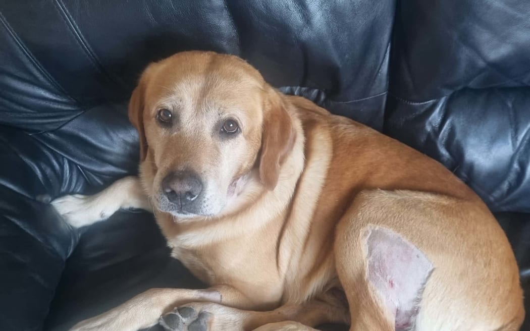 Lab Levi was left limping and bleeding after the attack.