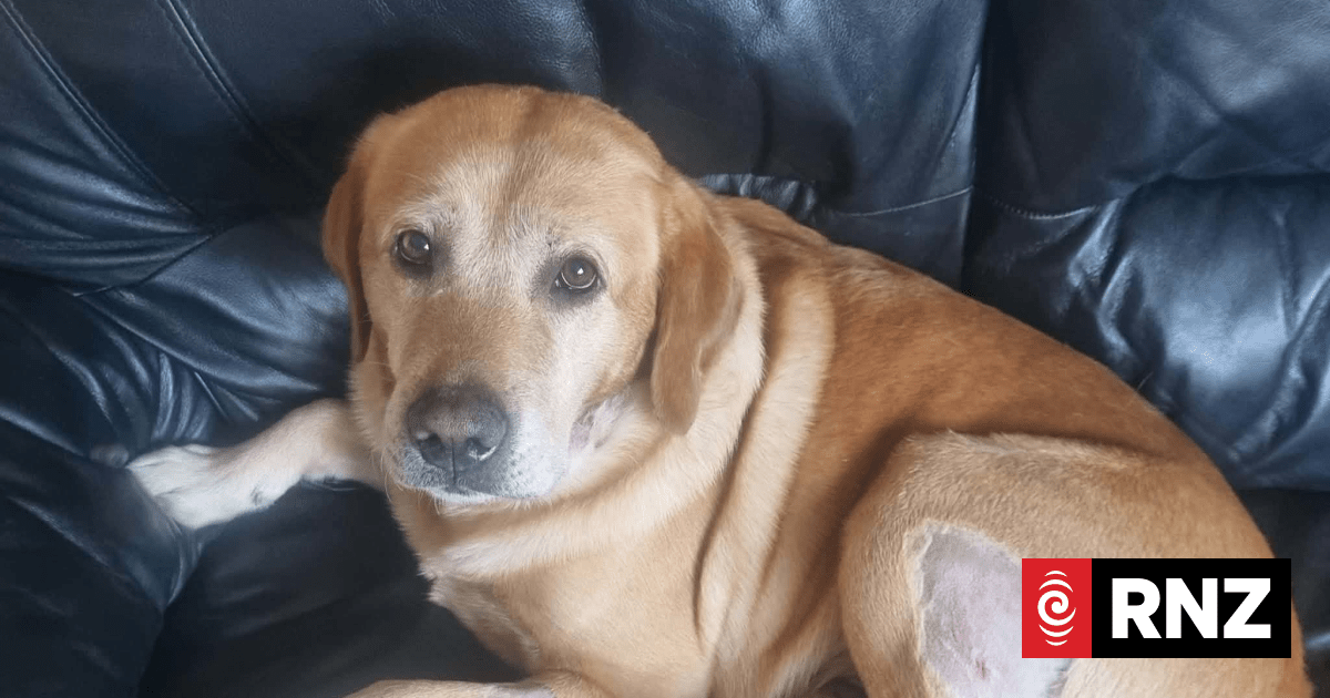 Labrador attacked by group of dogs on Palmerston North walking track
