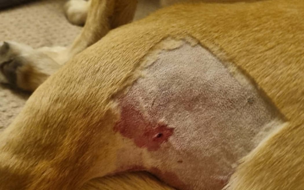 The dog suffered injuries to the legs and neck.