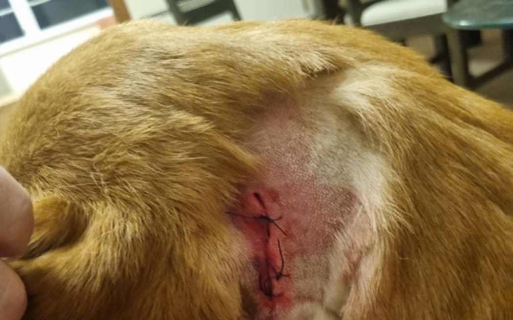 Dog Levi had two surgeries.