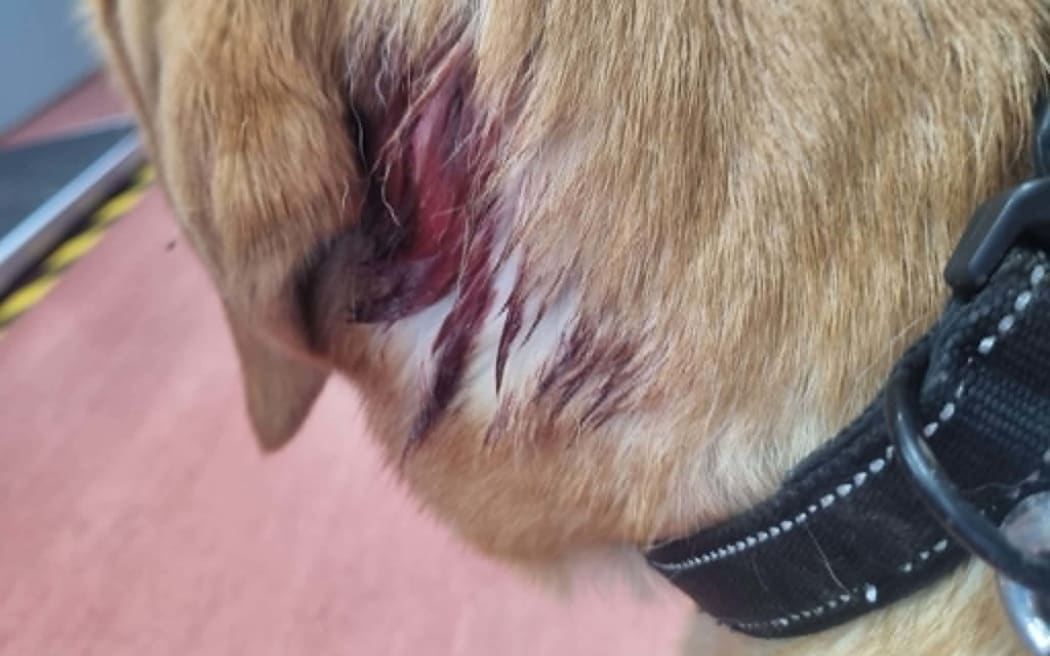 Dog Levi was injured on May 18.