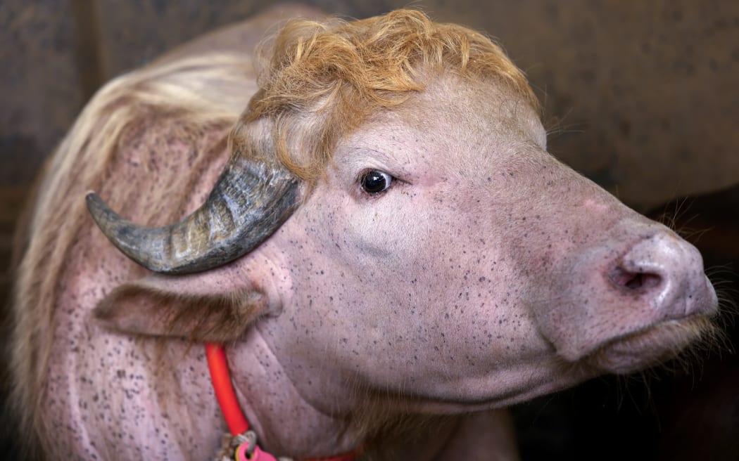 A rare albino buffalo nicknamed ''Donald Trump'' is pictured at a farm in Narayanganj, Bangladesh, on May 18, 2026, ahead of Eid al-Adha. The nearly 700-kilogram buffalo has drawn crowds after going viral on social media due to its pinkish skin and golden hair, which farm authorities say resembles Donald Trump's hairstyle. (Photo by Syed Mahamudur Rahman/NurPhoto) (Photo by Syed Mahamudur Rahman / NurPhoto via AFP)