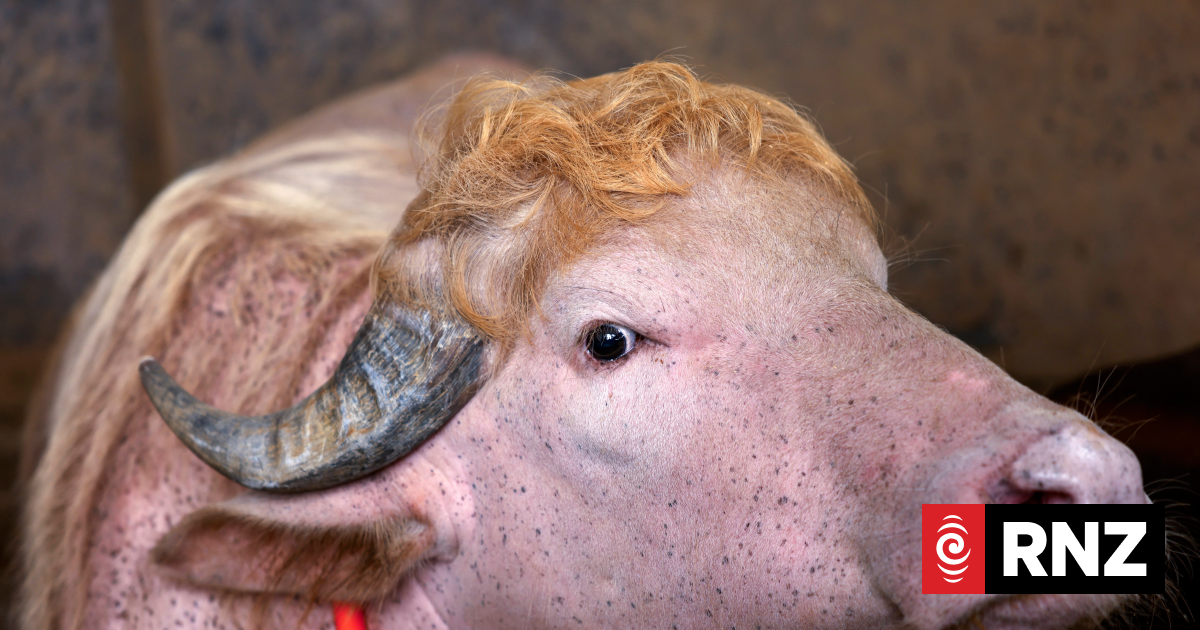 Commander-in-beef: 'Donald Trump' buffalo wows fans ahead of sacrifice