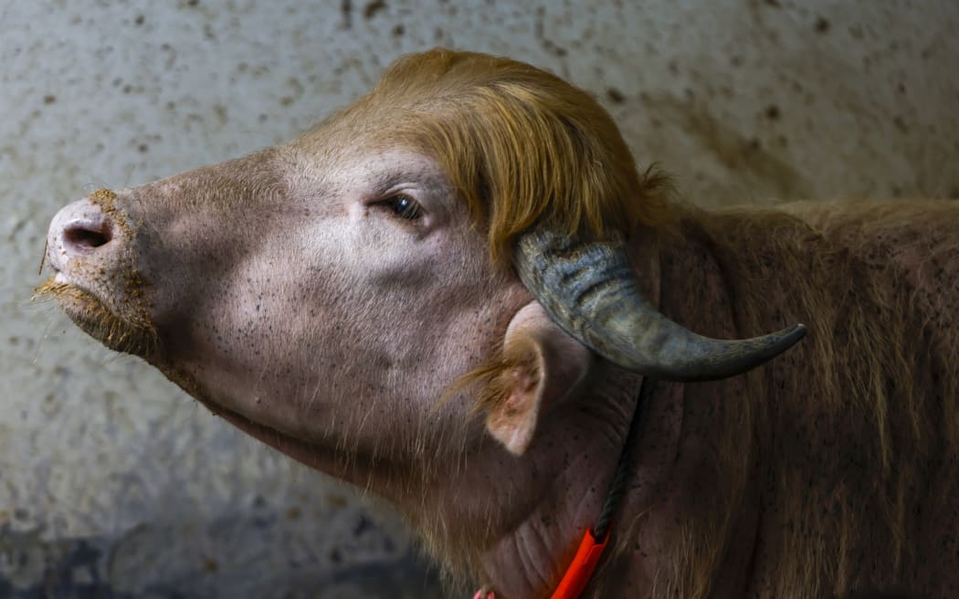 A rare albino buffalo nicknamed ''Donald Trump'' is pictured at a farm in Narayanganj, Bangladesh, on May 18, 2026, ahead of Eid al-Adha. The nearly 700-kilogram buffalo has drawn crowds after going viral on social media due to its pinkish skin and golden hair, which farm authorities say resembles Donald Trump's hairstyle.