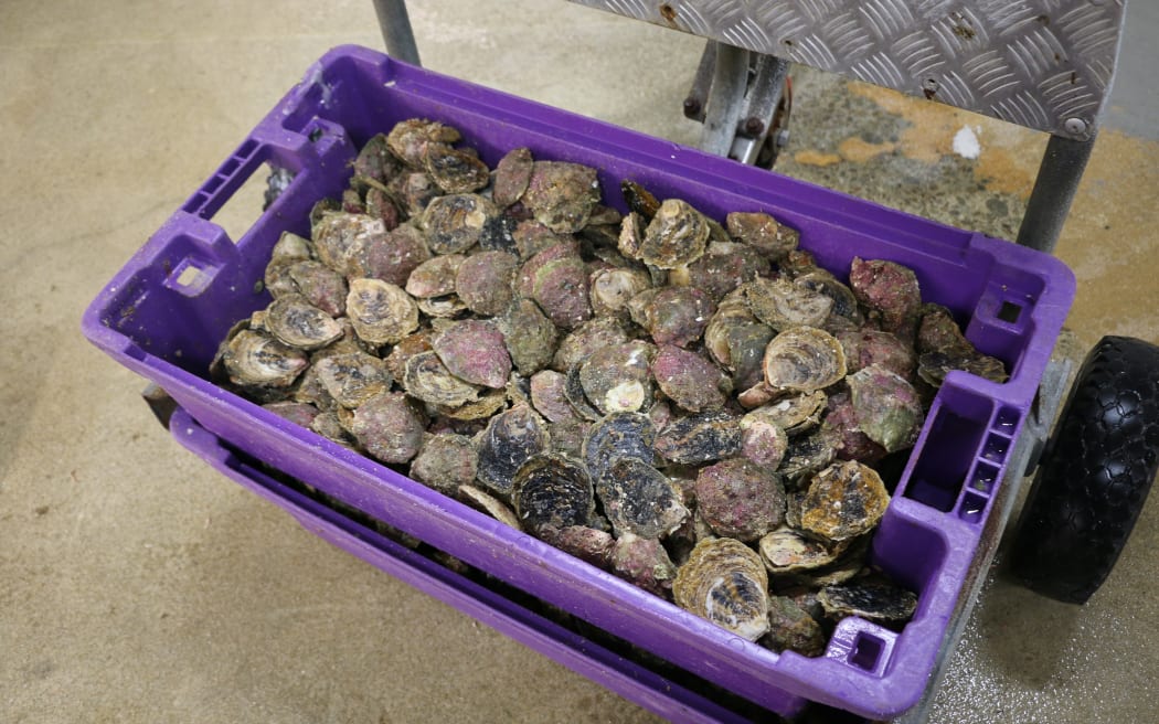 Unopened Bluff oysters, ready for processing.