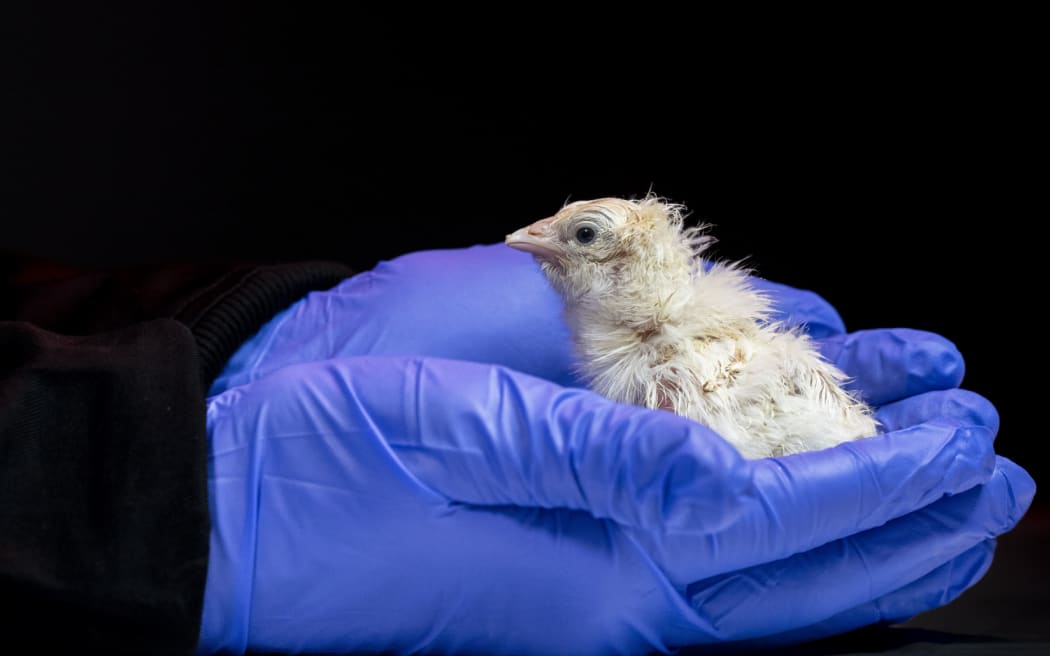Colossal Biosciences says 26 chickens have been hatched from its novel artificial egg.