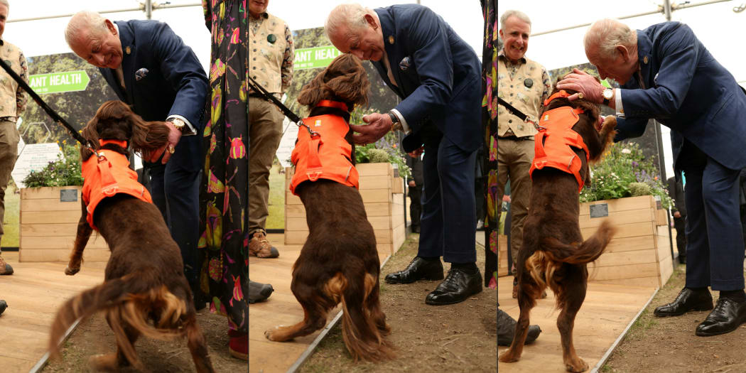 (COMBO) This combination of pictures created on May 18, 2026 shows Britain's King Charles III reacts as he meets Zinc, a cocker spaniel dog, at the 2026 RHS Chelsea Flower Show in London on May 18, 2026.  (Photo by Adrian DENNIS / POOL / AFP)