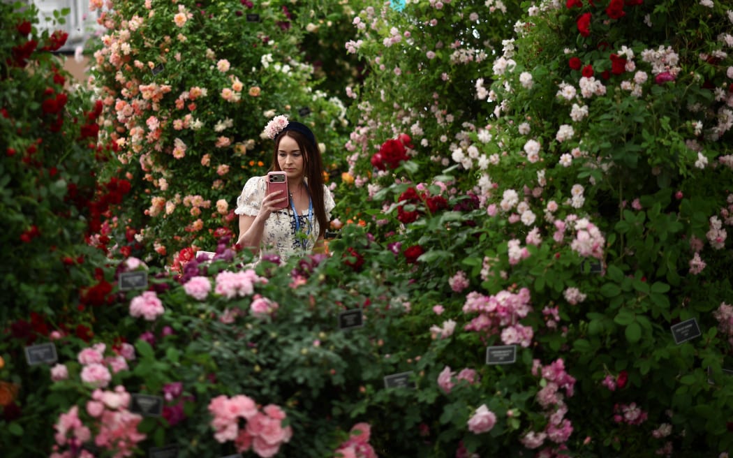 A visitor looks at her phone amidst rose bushes from the Peter Beales' roses exhibit on the press day ahead of the 2026 RHS Chelsea Flower Show in London on May 18, 2026. (Photo by Henry NICHOLLS / AFP)