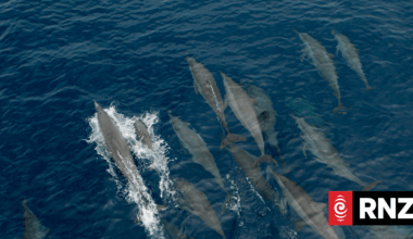 Solomon Islands PM smacks down secret reinstatement of live dolphin exports