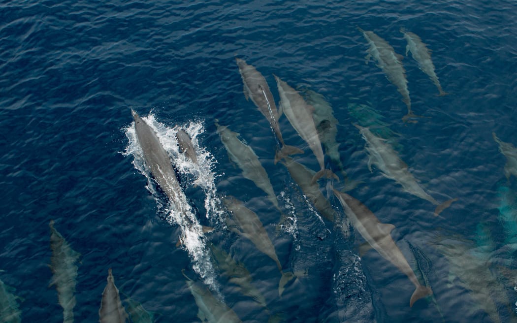 Common dolphins at surface. (Photo by Stephen Frink / Connect Images via AFP)