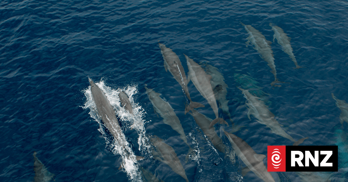 Solomon Islands PM smacks down secret reinstatement of live dolphin exports